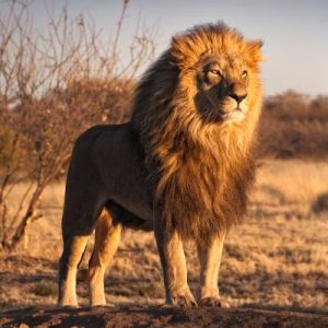 Définition  Lion d'Afrique - Panthera leo - Lion