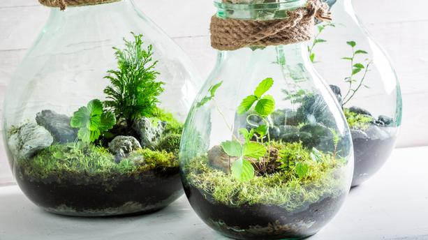 Les plantes en terrarium, la nouvelle idée pour avoir du vert à la maison !