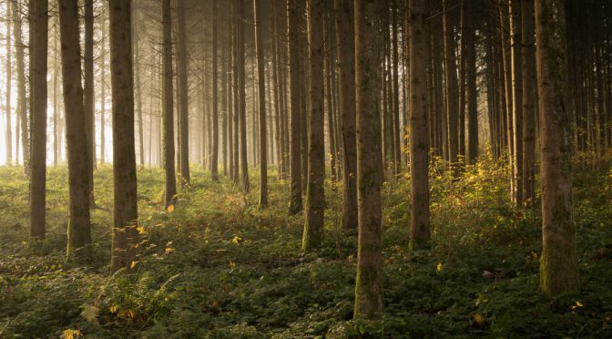 Une société verte, libre et connectée : La forêt